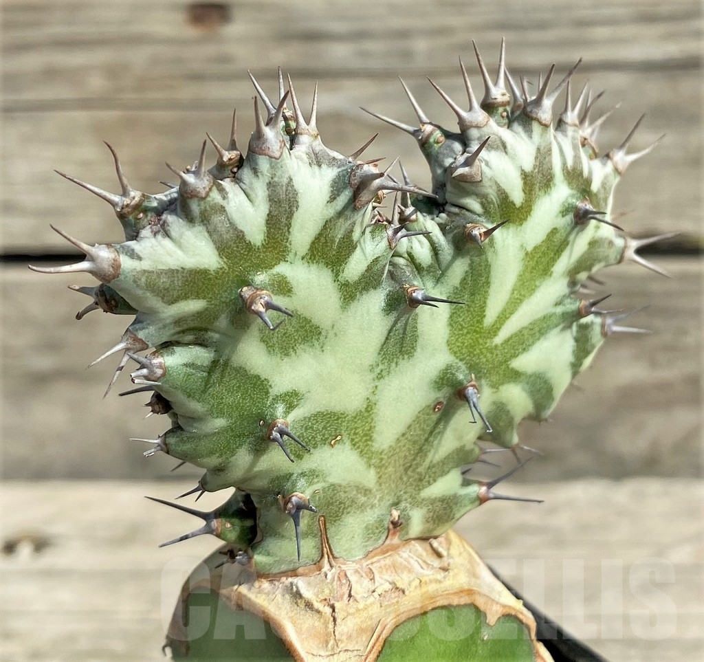 SHPR30390 Euphorbia horwoodii f. cristata, grafted - Image 3