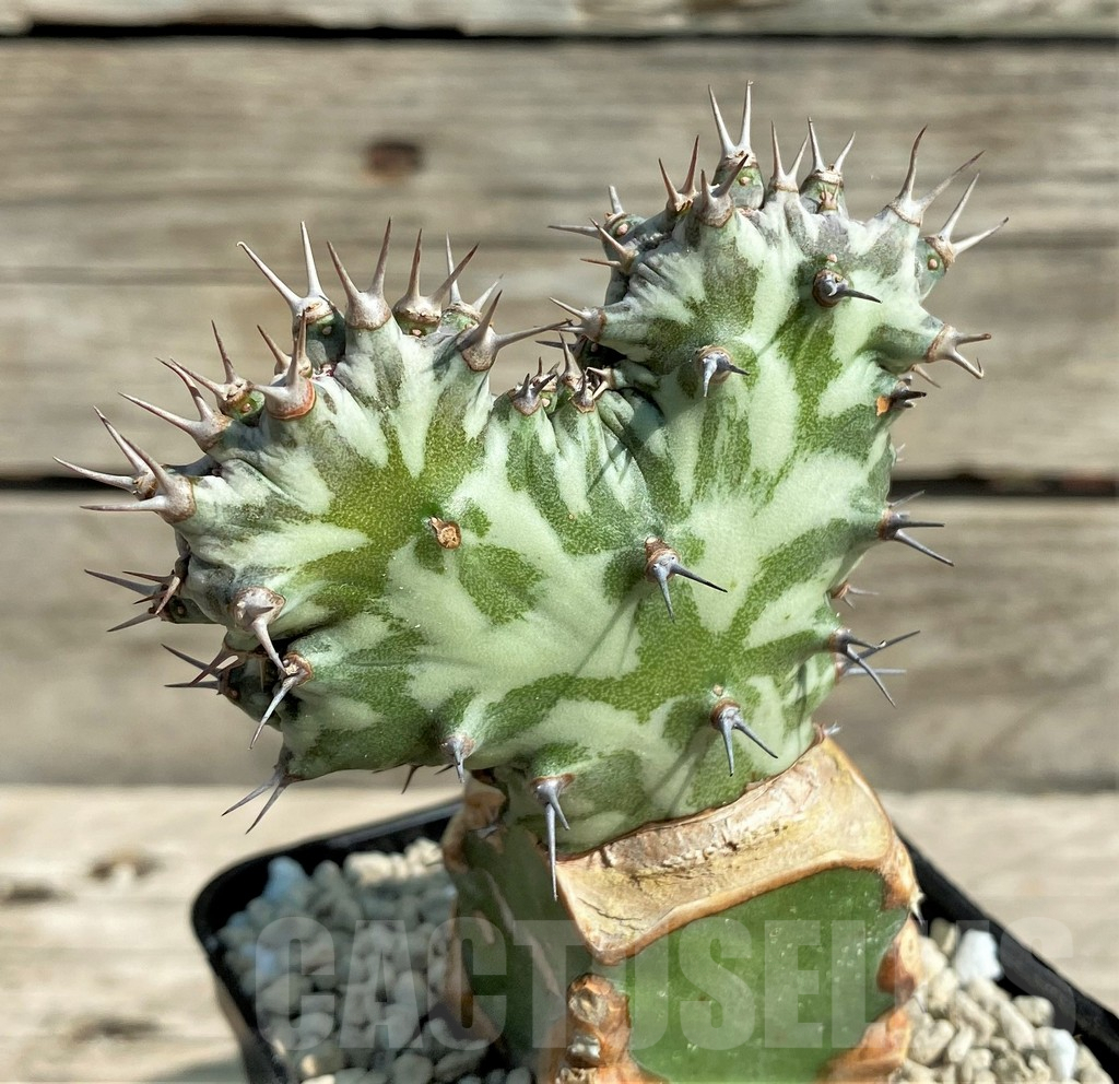 SHPR30390 Euphorbia horwoodii f. cristata, grafted