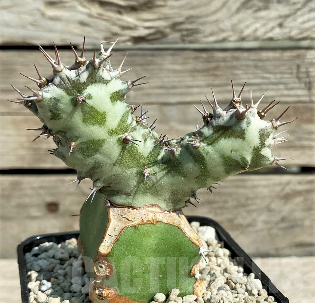SHPR30391 Euphorbia horwoodii f. cristata, grafted
