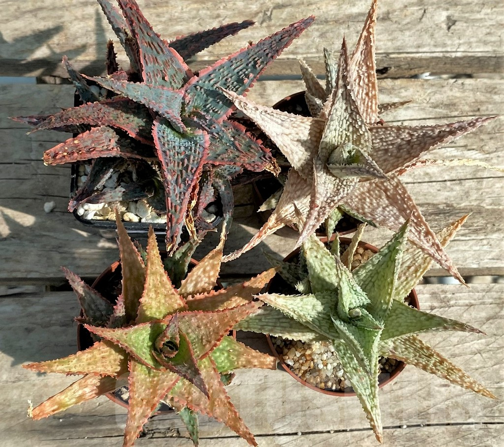 SET114 Aloe mix, 4 plants - Зображення 2