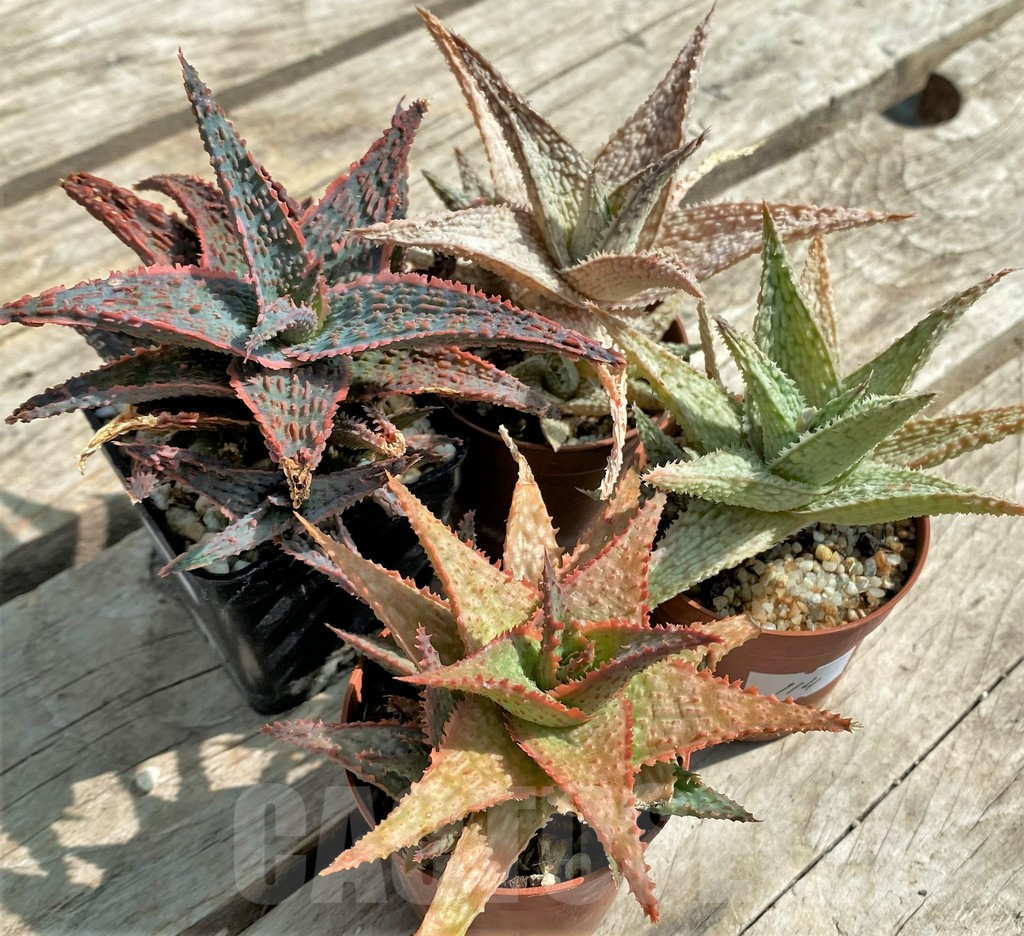 SET114 Aloe mix, 4 plants