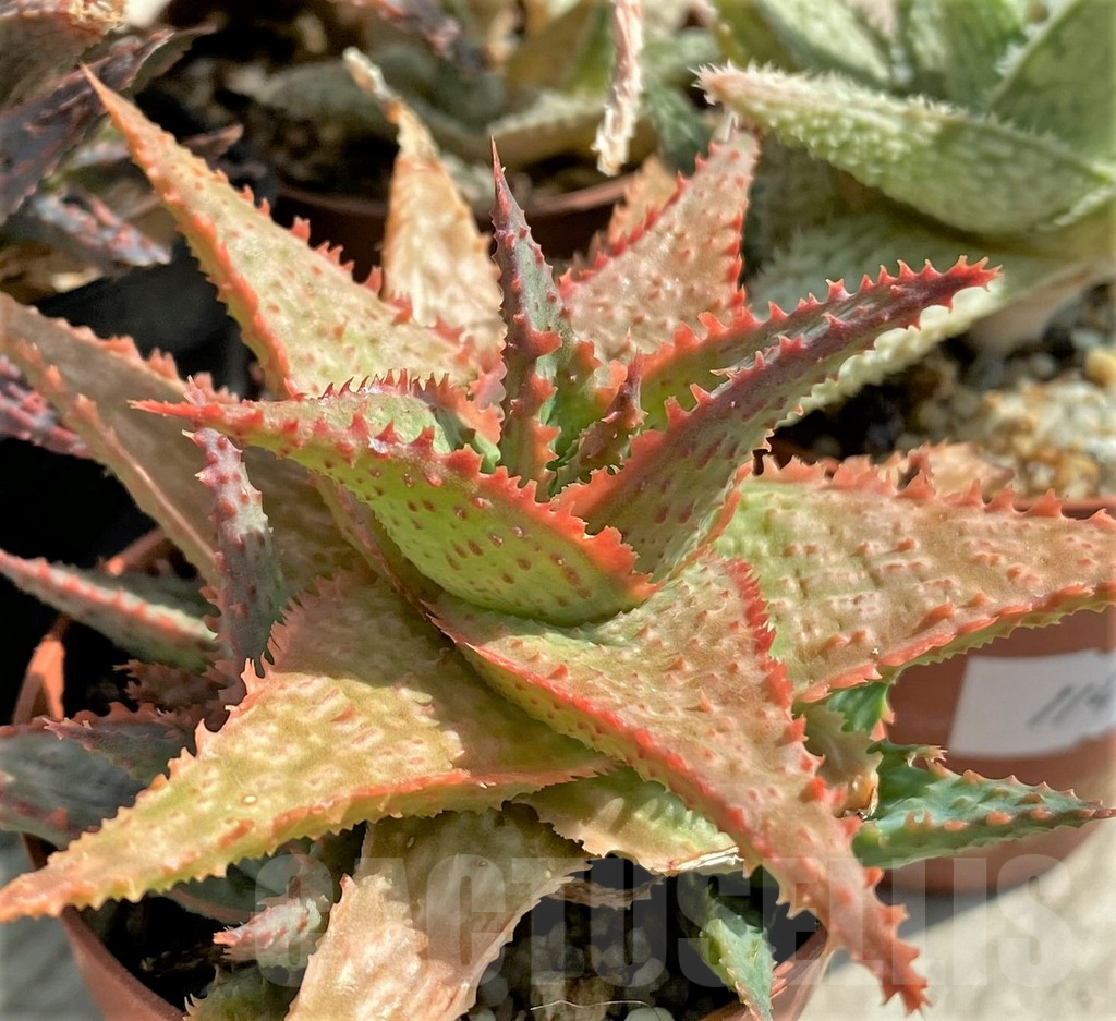 SET114 Aloe mix, 4 plants - Зображення 3