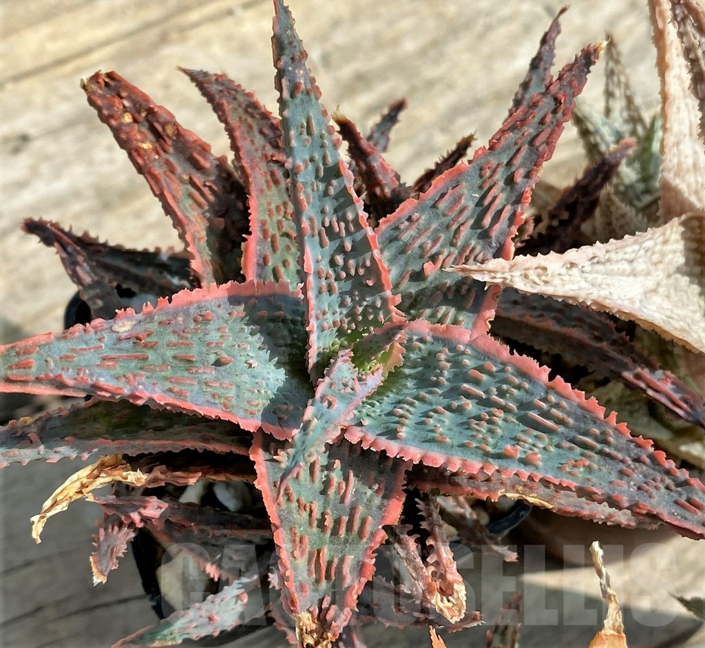 SET114 Aloe mix, 4 plants - Зображення 4