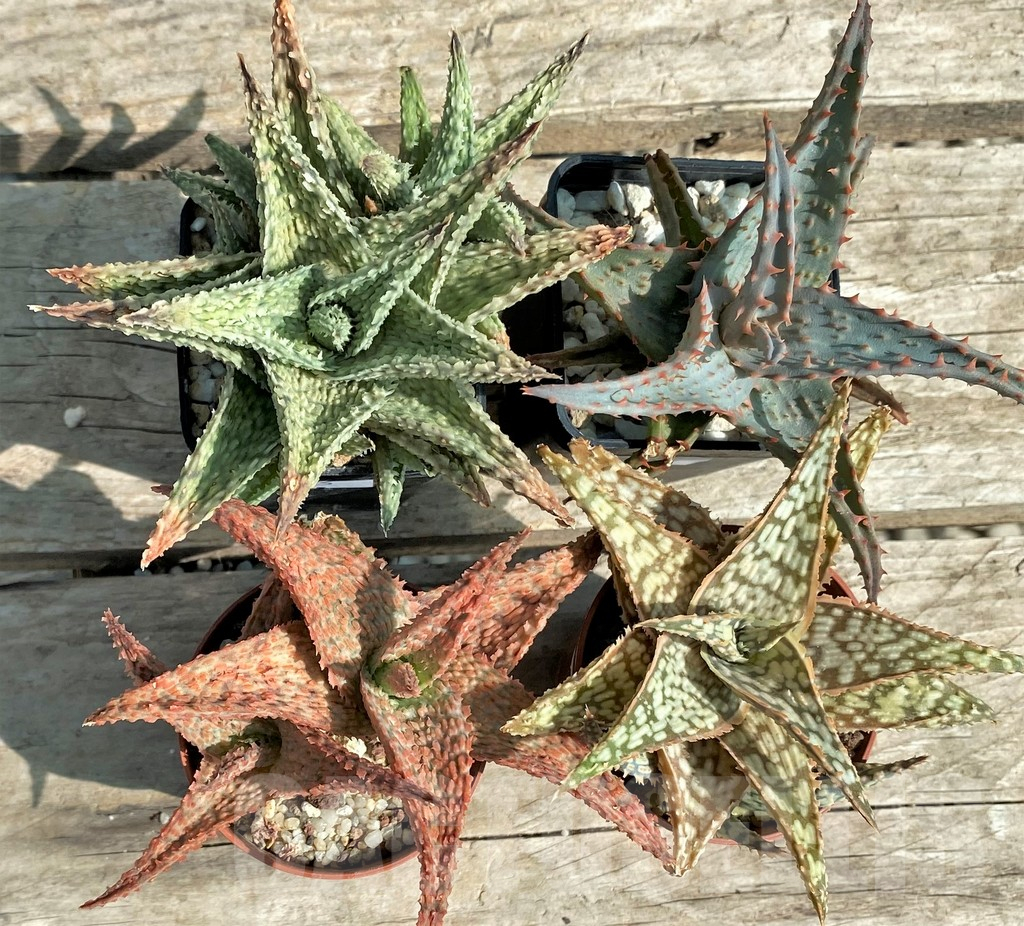 SET115 Aloe mix, 4 plants - Image 2