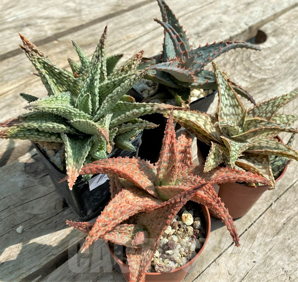 SET115 Aloe mix, 4 plants