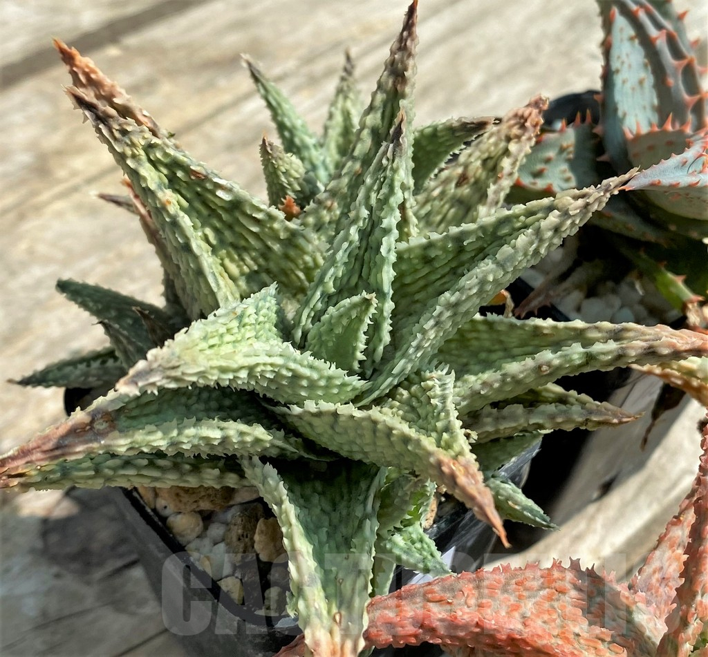 SET115 Aloe mix, 4 plants - Image 3