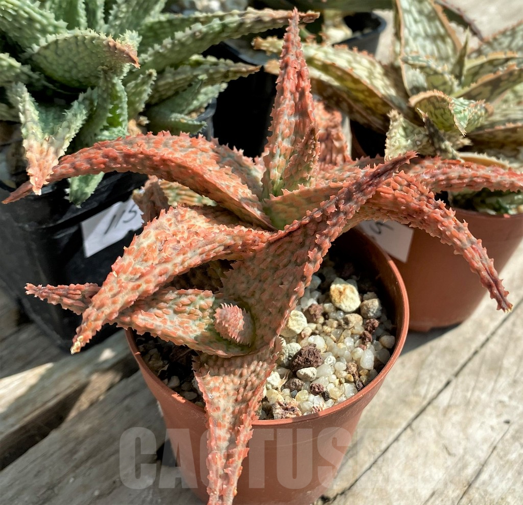 SET115 Aloe mix, 4 plants - Image 4