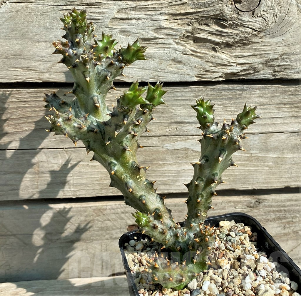 SHPR30501 Edithcolea grandis - Image 2