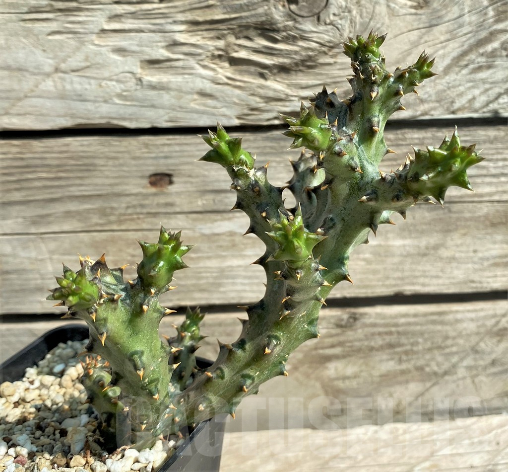 SHPR30501 Edithcolea grandis - Image 3