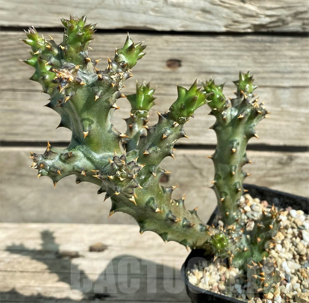 SHPR30501 Edithcolea grandis