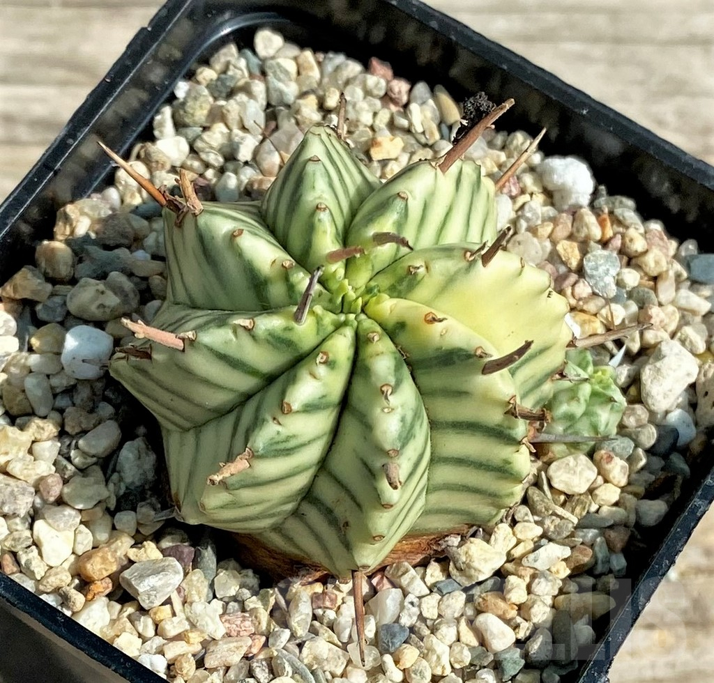 SHPR30503 Euphorbia meloformis f. variegata – Image 2