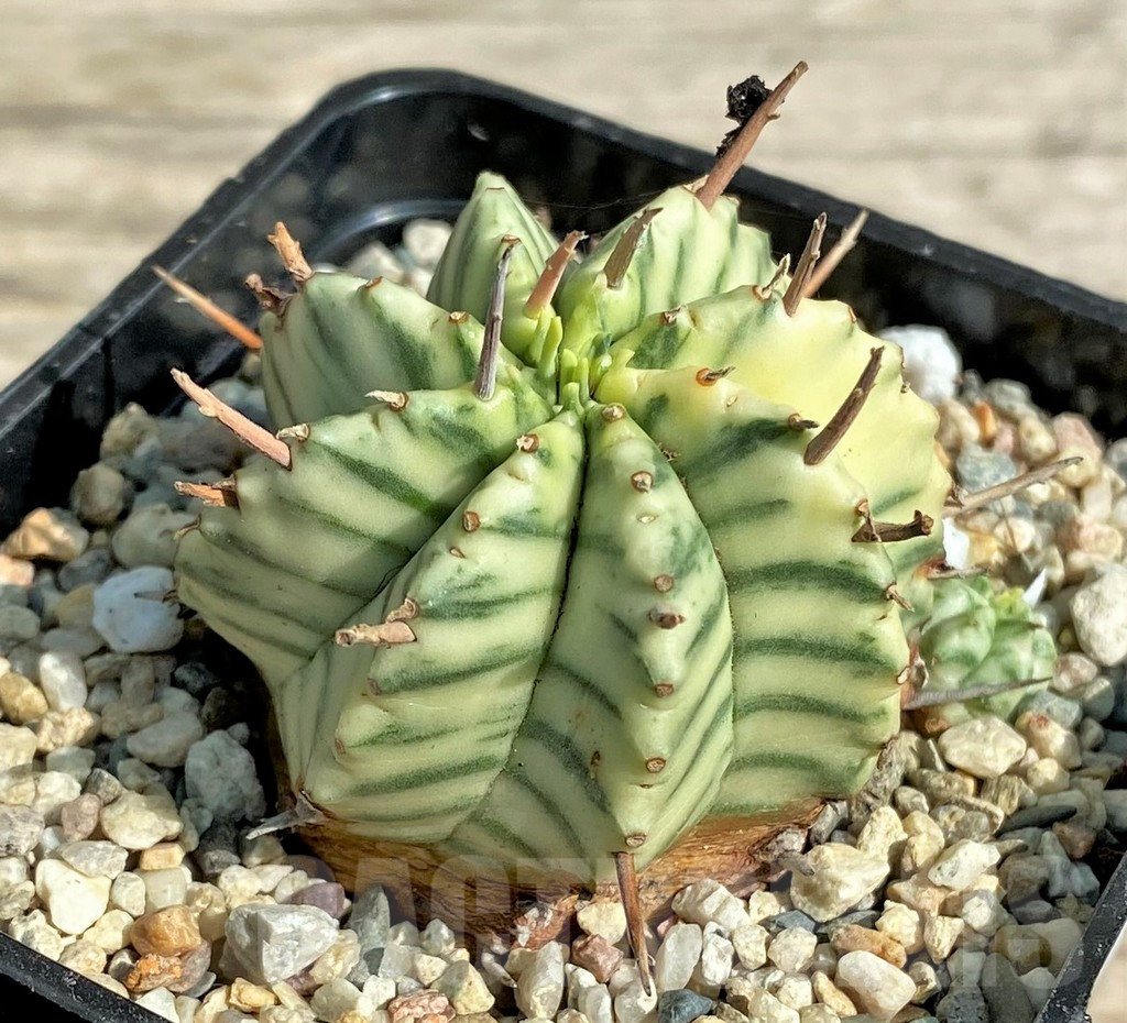 SHPR30503 Euphorbia meloformis f. variegata