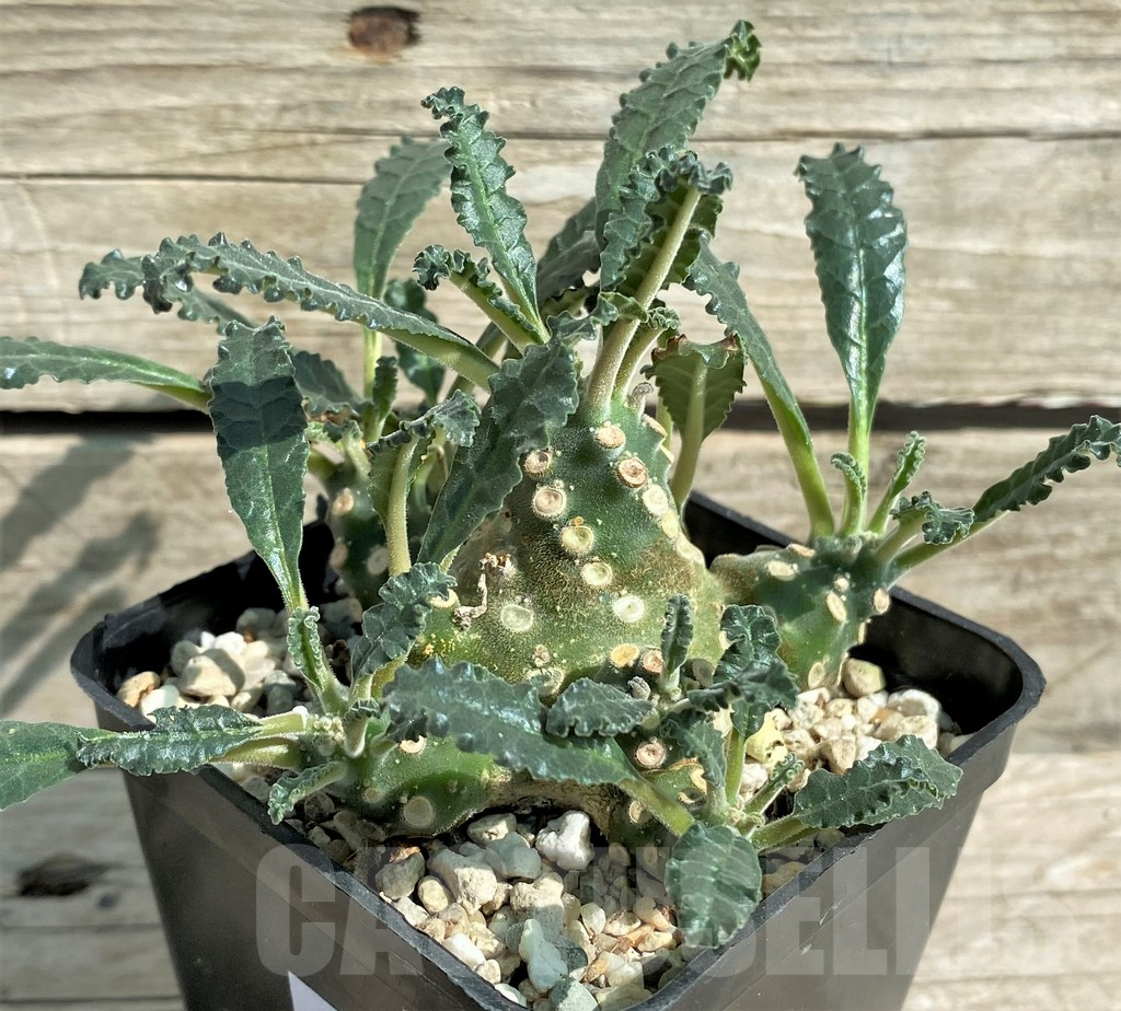 SHPR30505 Dorstenia lavrani