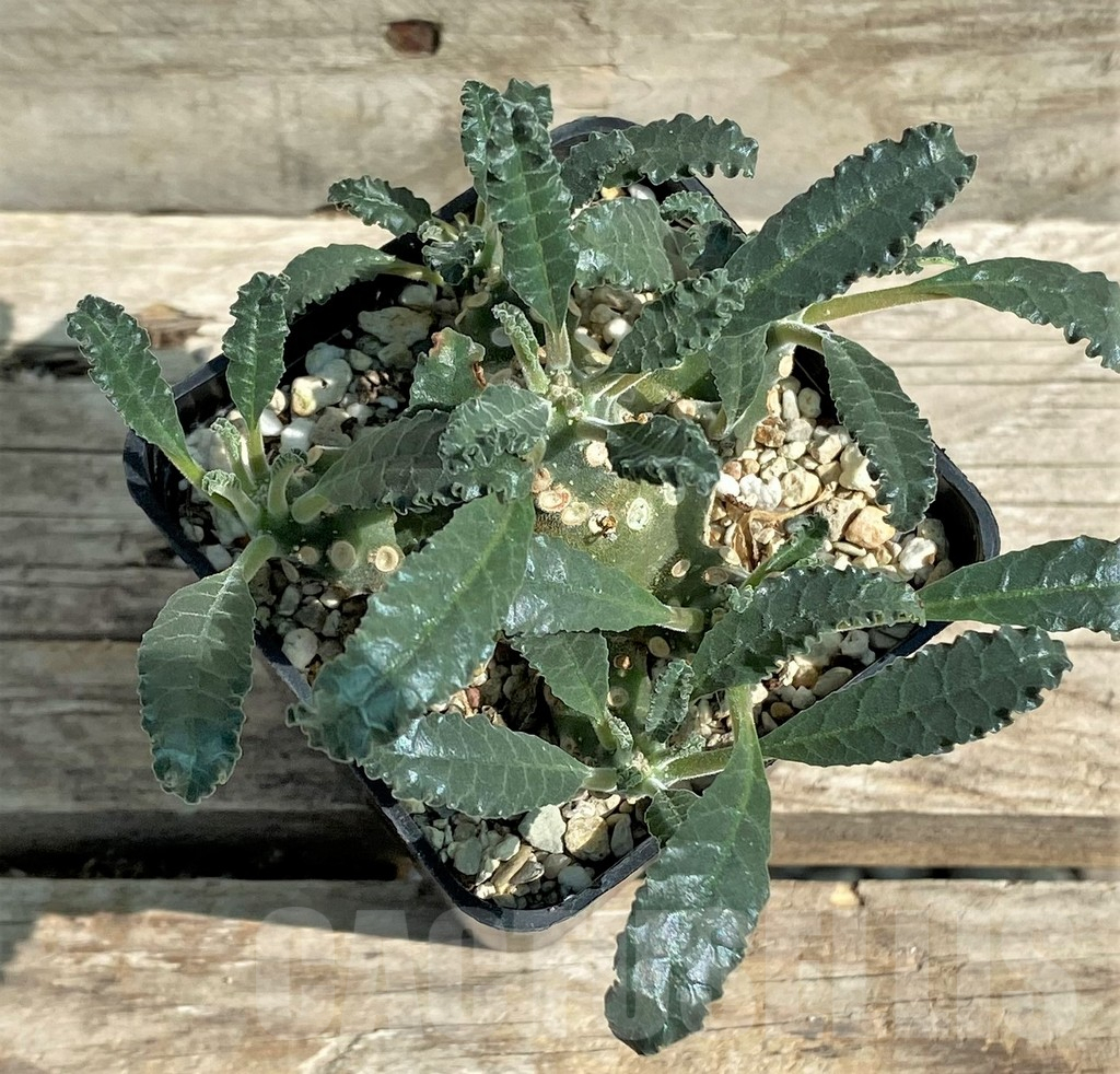 SHPR30505 Dorstenia lavrani - Image 2