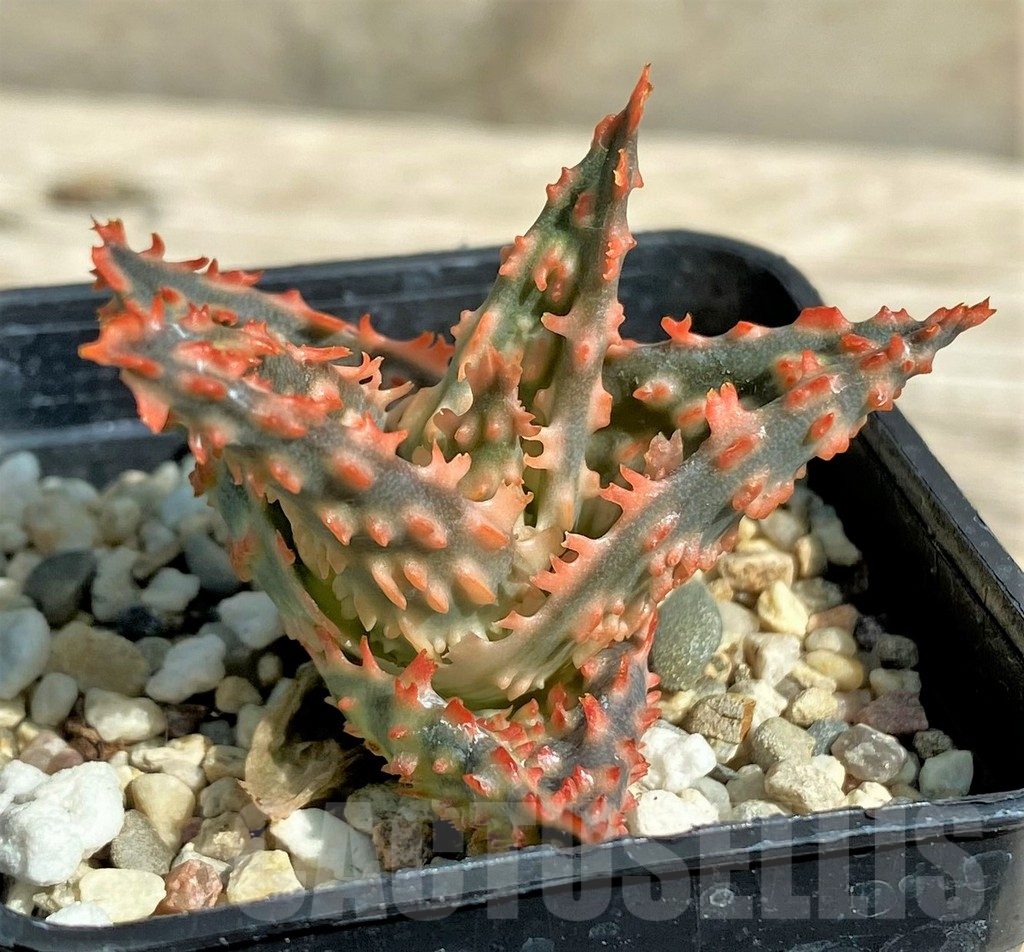 SHPR30517 Aloe TCT hybrid - Image 2