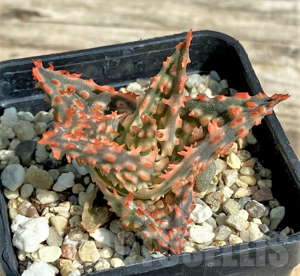 SHPR30517 Aloe TCT hybrid