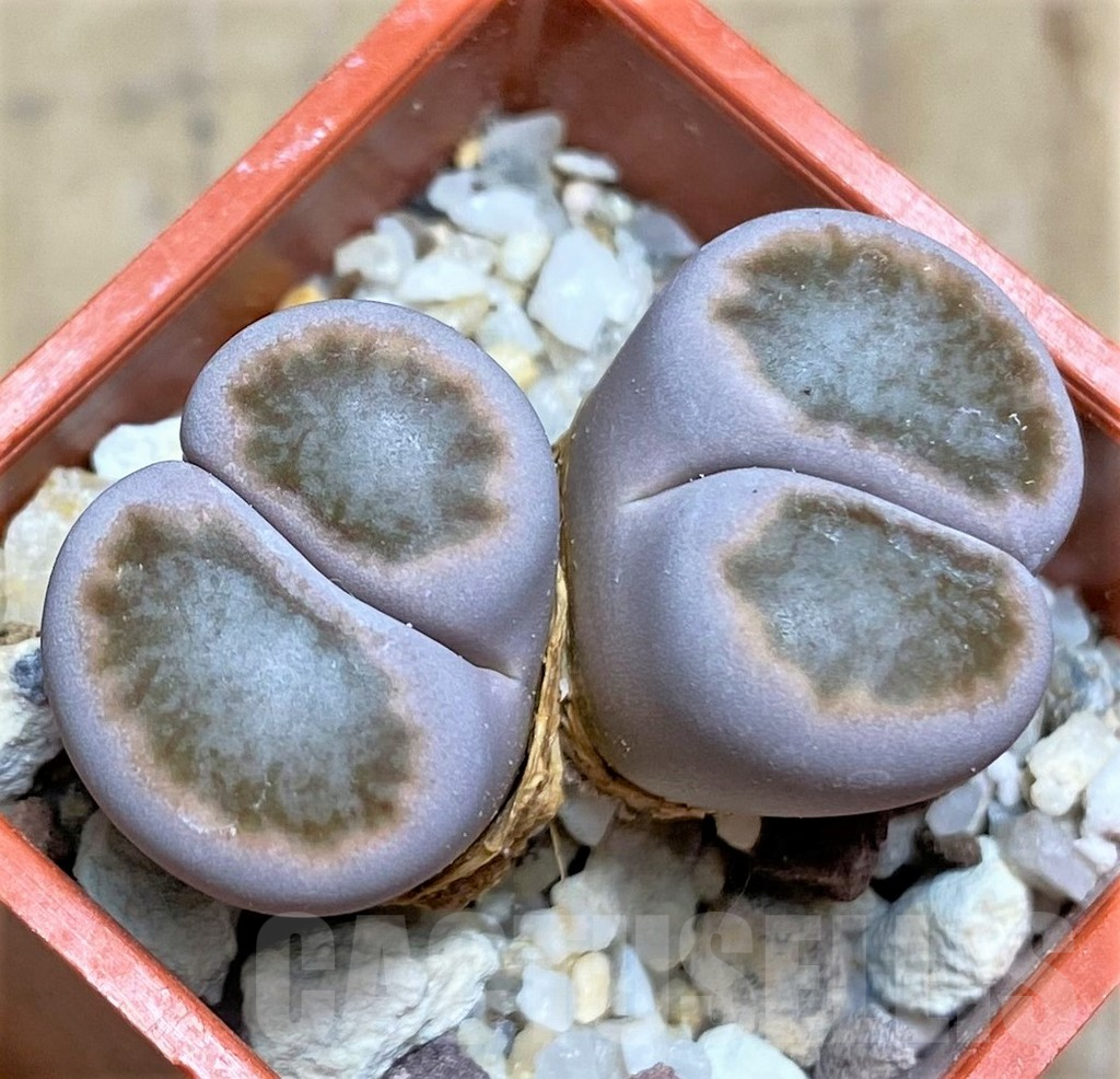 SHPR30509 Lithops julii 'Kikushogiyoku' hybrid