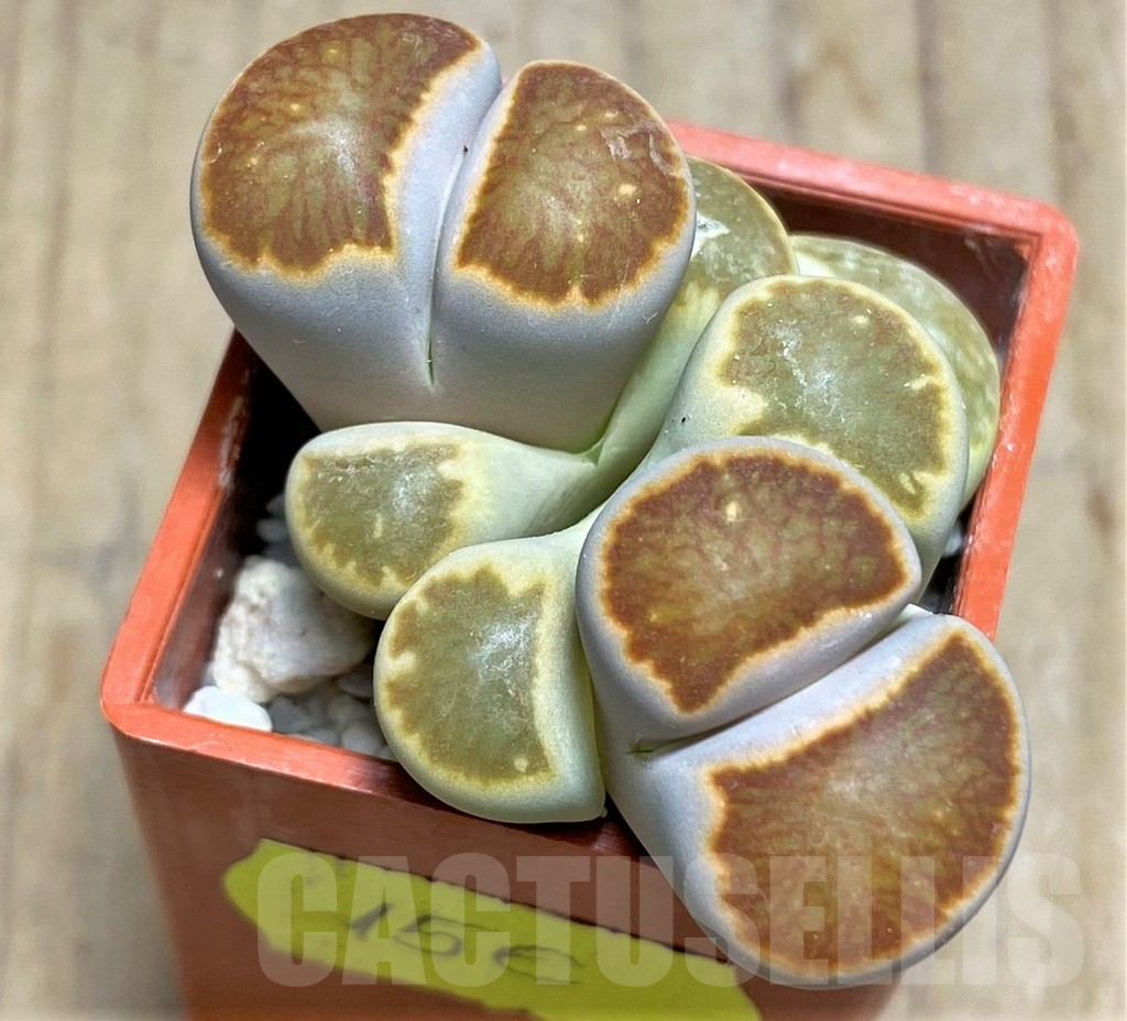SHPR30510 Lithops julii 'Kikushogiyoku' hybrid