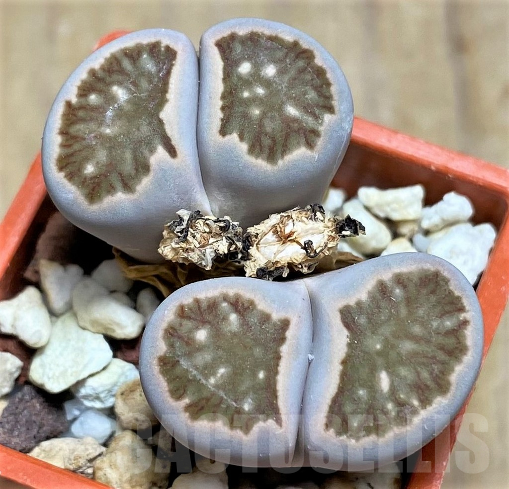 SHPR30511 Lithops julii 'Kikushogiyoku' hybrid