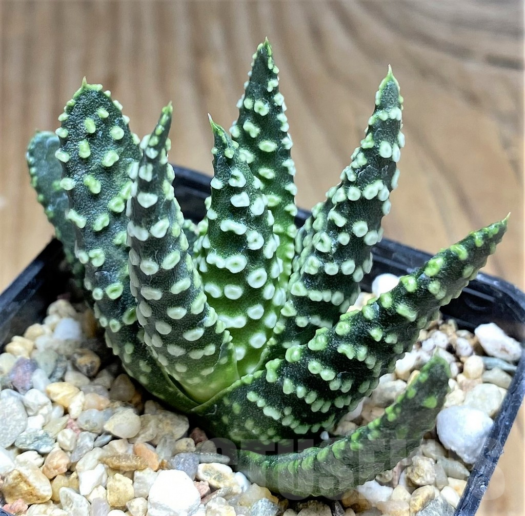 SHPR30519 Haworthia pumila 'Donut'