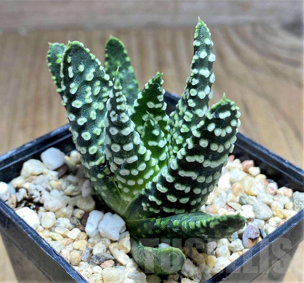 SHPR30519 Haworthia pumila 'Donut' - Image 2