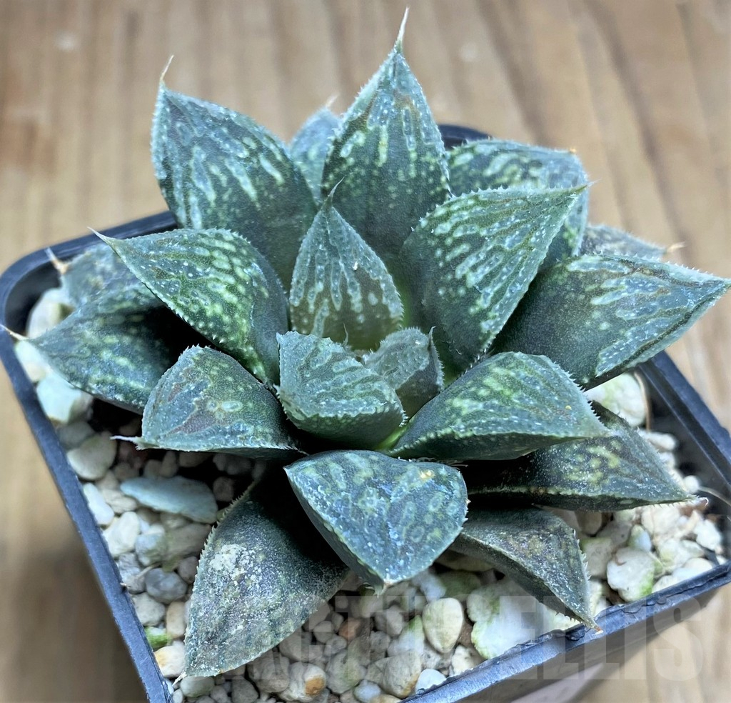 SHPR30521 Haworthia 'Black Major' hybrid - Image 2