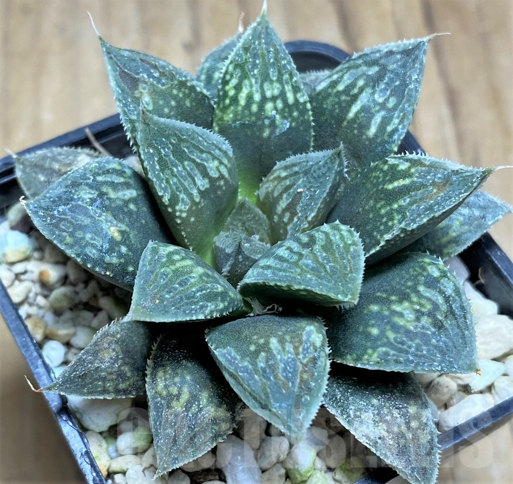 SHPR30521 Haworthia 'Black Major' hybrid