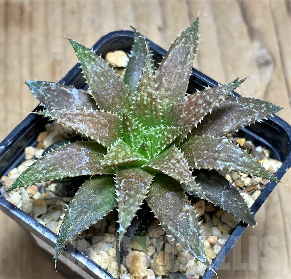 SHPR30522 Haworthia pulchella hybrid
