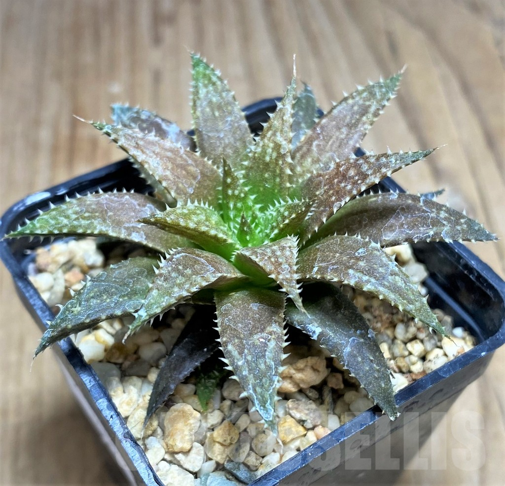 SHPR30522 Haworthia pulchella hybrid - Image 2