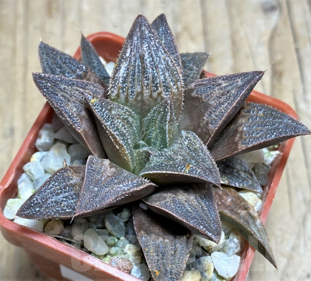 SHPR30523 Haworthia splendens hybrid