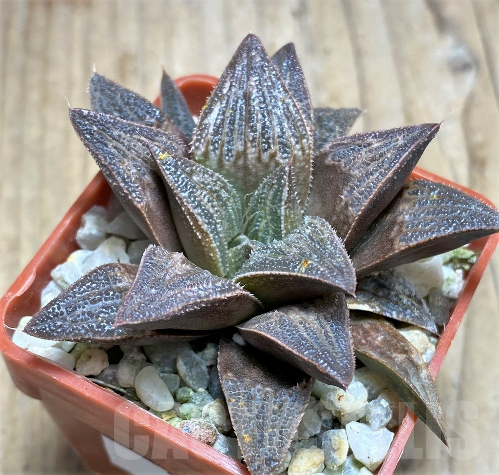 SHPR30523 Haworthia splendens hybrid - Image 2