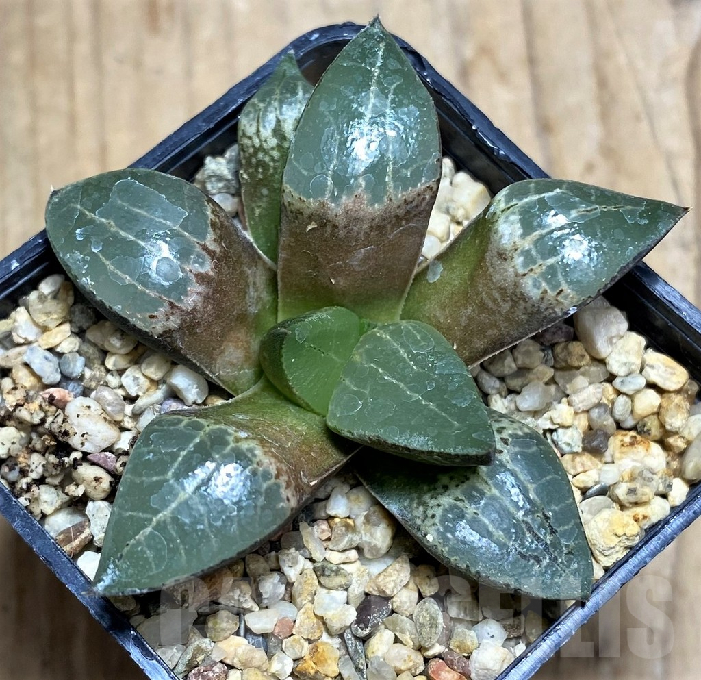 SHPR30526 Haworthia comptoniana HCO-10