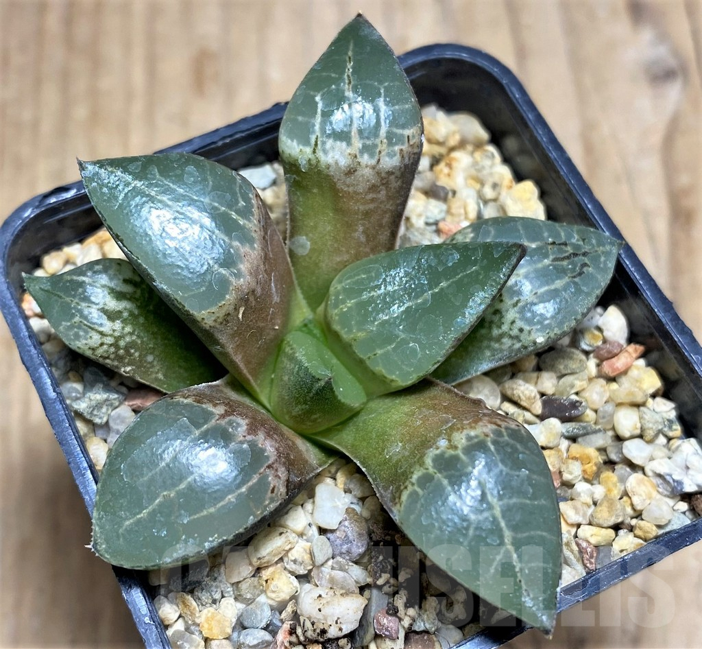 SHPR30526 Haworthia comptoniana HCO-10 - Image 2