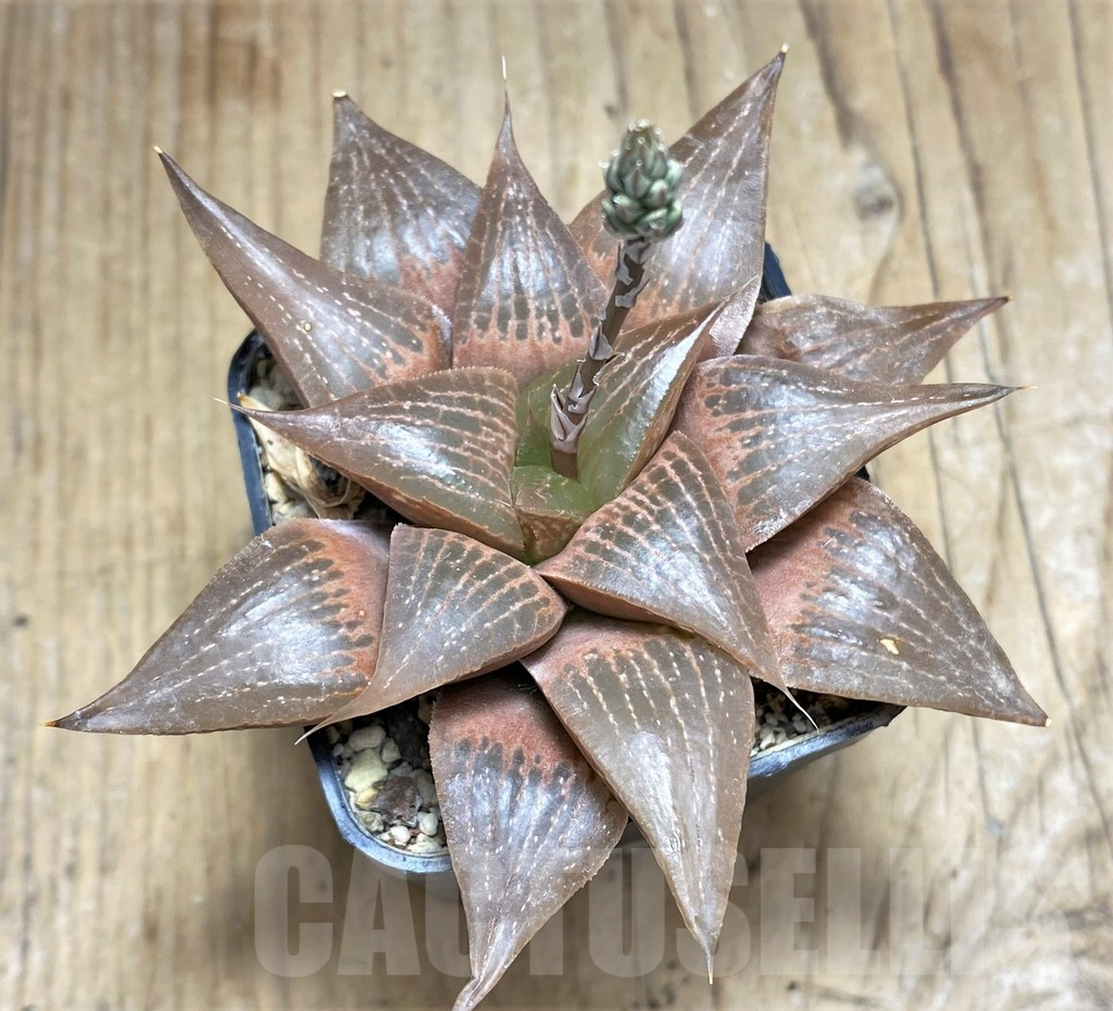 SHPR30527 Haworthia retusa v. acuminata hybrid