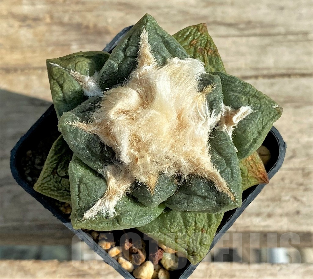 SHPR3702 Ariocarpus fissuratus