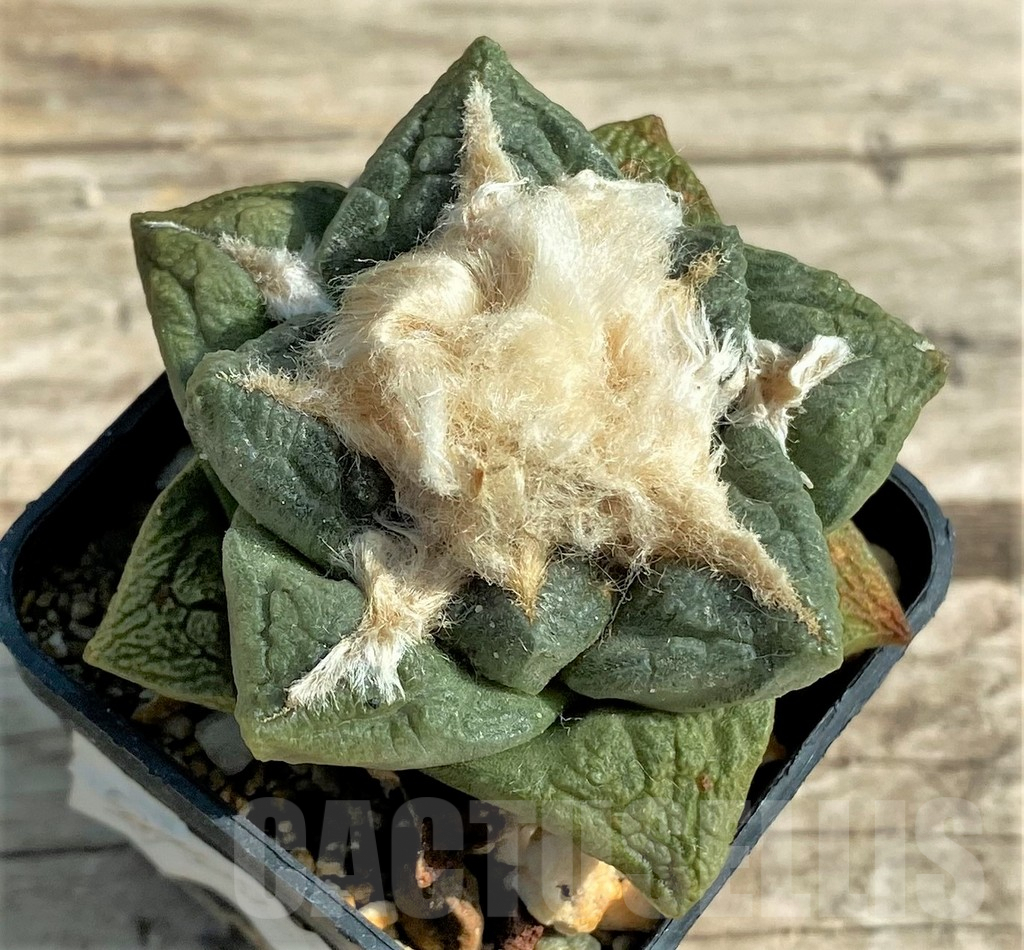 SHPR3702 Ariocarpus fissuratus – Image 2