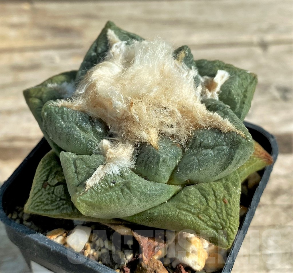 SHPR3702 Ariocarpus fissuratus – Image 3