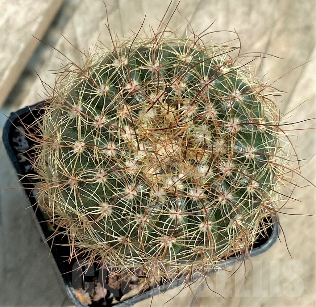 SHPR30646 Notocactus concinnus