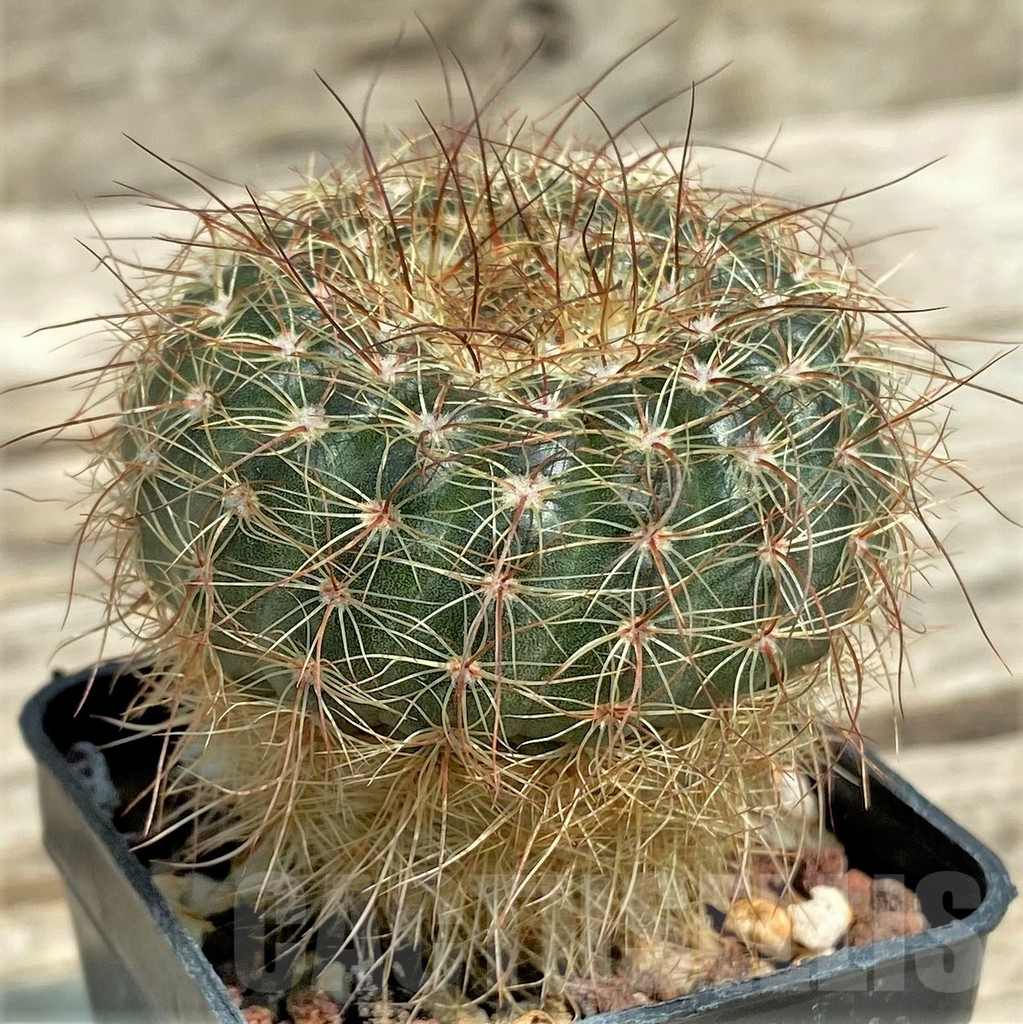 SHPR30646 Notocactus concinnus - Image 2