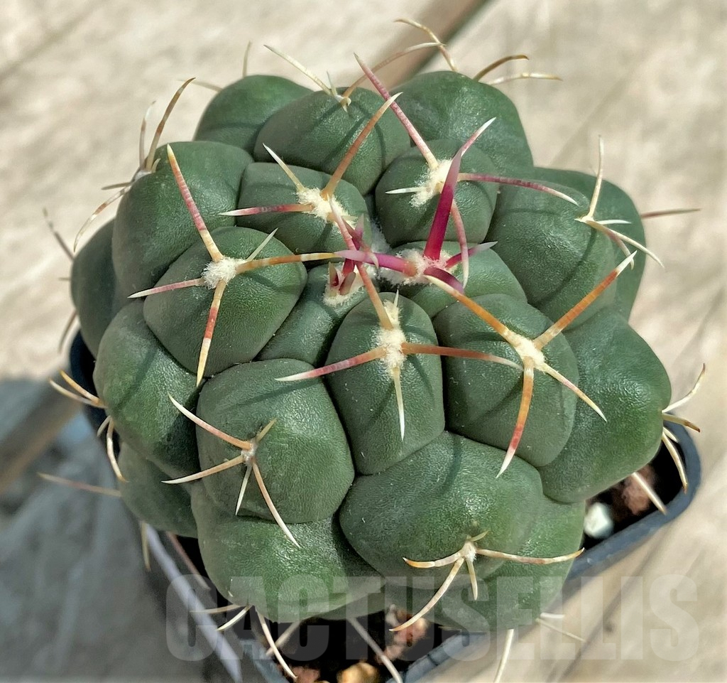 SHPR4504 Thelocactus hexaedrophorus ssp. francii MK 17.37