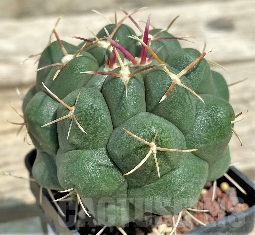 SHPR4504 Thelocactus hexaedrophorus ssp. francii MK 17.37 - Image 2