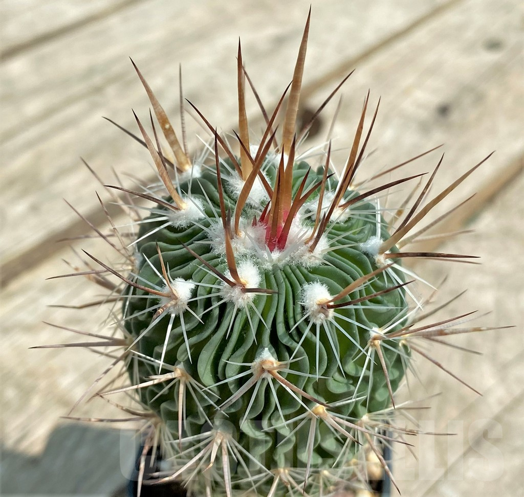 SHPR4498 Echinofossulocactus sp. VZD 172 -Los Tecolotes, Zacatecas, Mexicó-