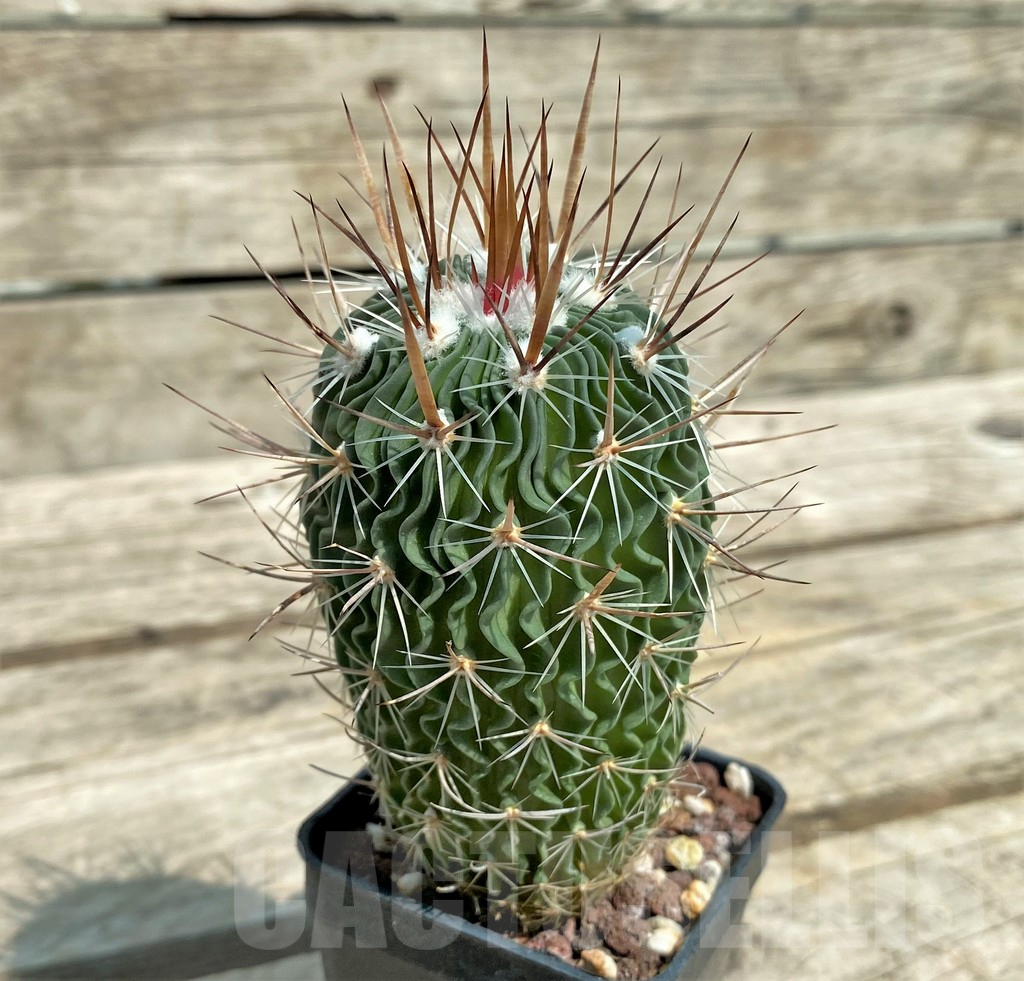 SHPR4498 Echinofossulocactus sp. VZD 172 -Los Tecolotes, Zacatecas, Mexicó- - Image 2