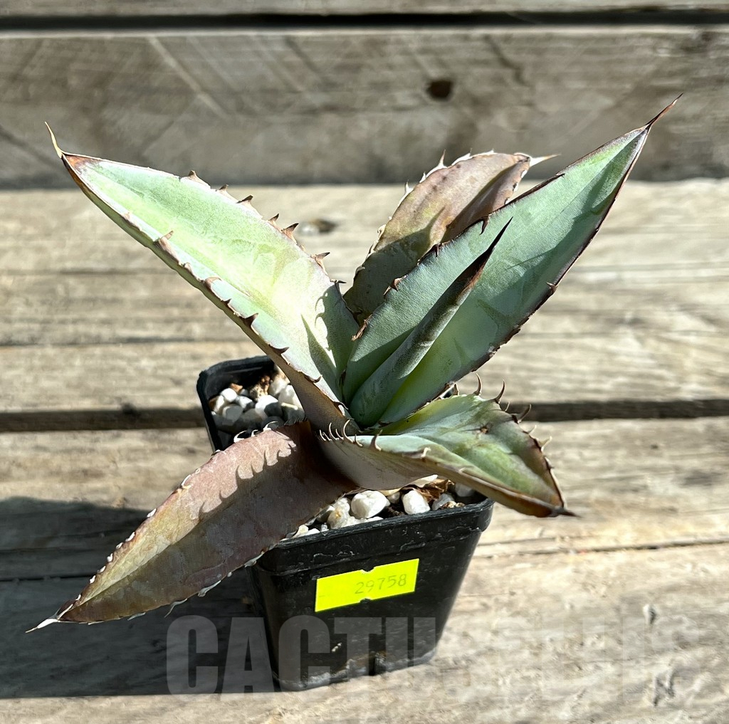 SHPR29758 Agave titanota ‘Blue Alabaster’ - Зображення 2