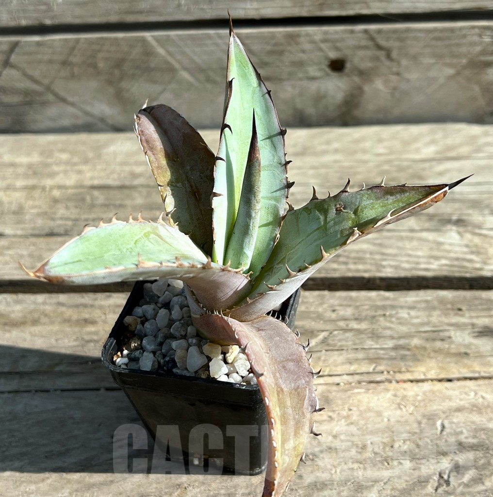 SHPR29758 Agave titanota ‘Blue Alabaster’