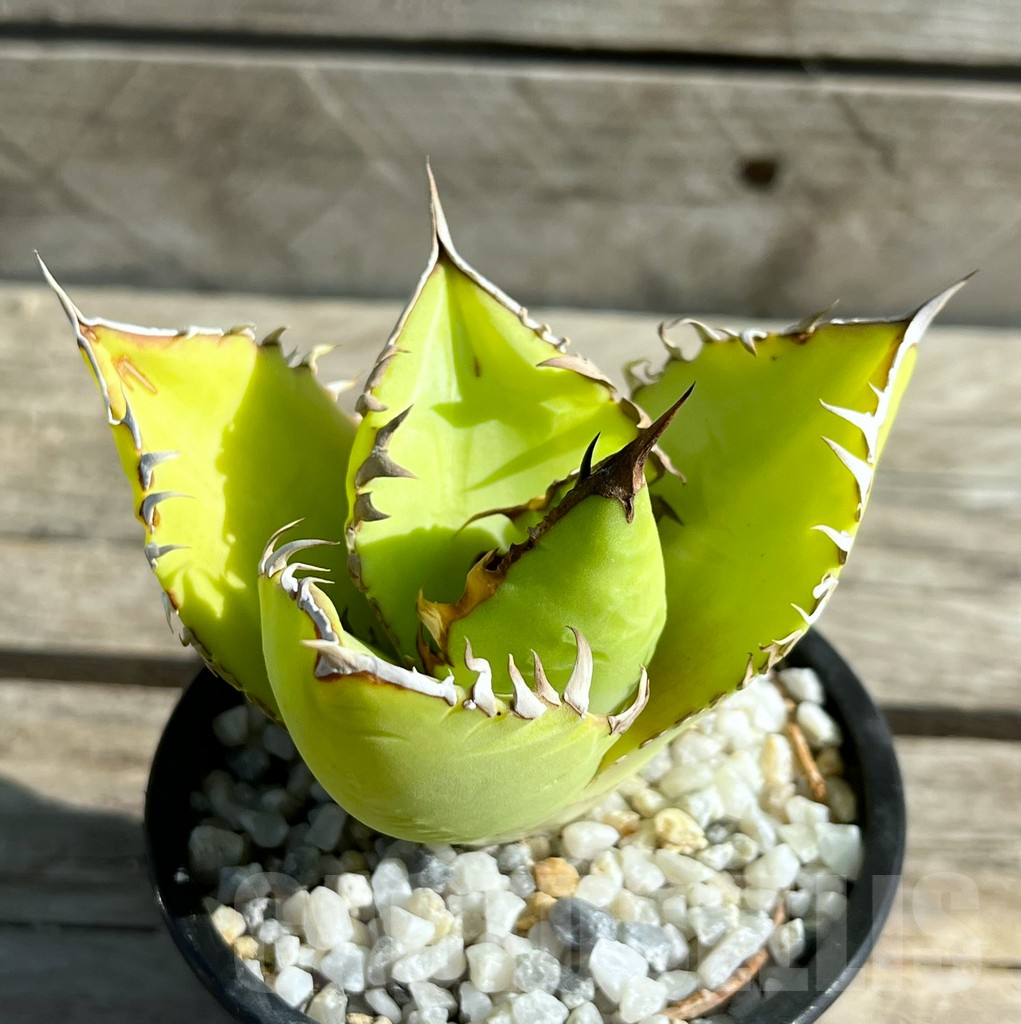 SHPR29759 Agave titanota -Thailand-