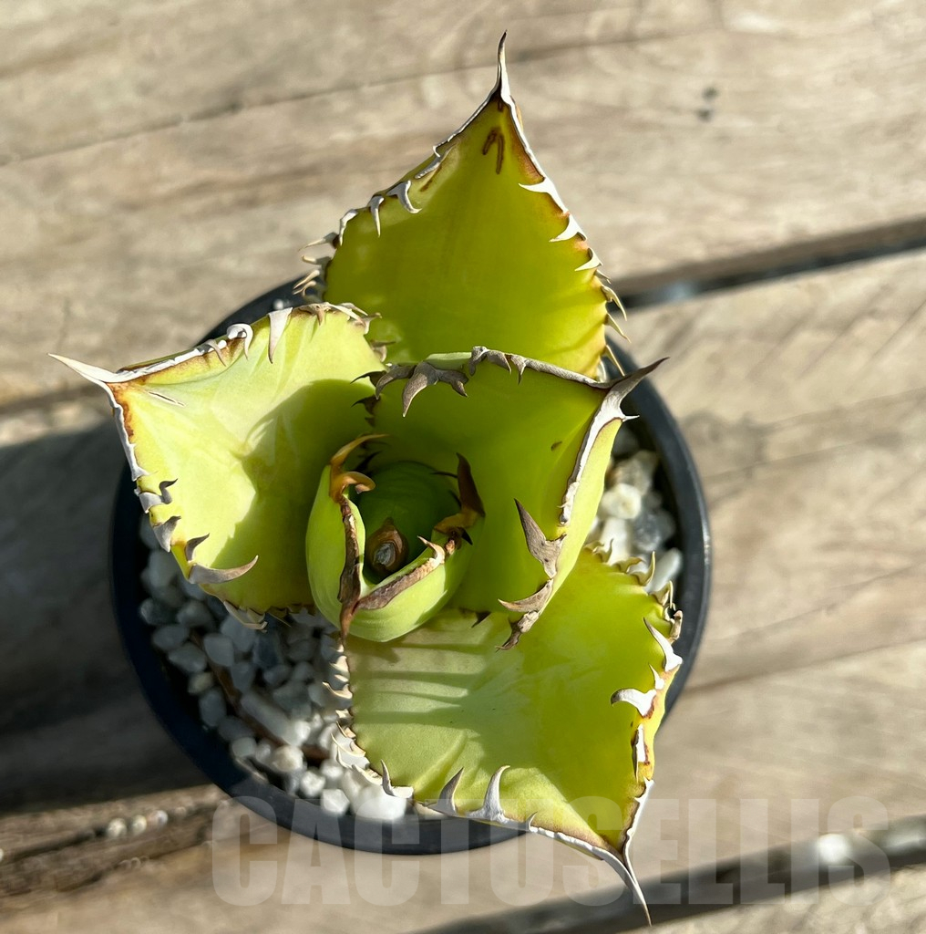 SHPR29759 Agave titanota -Thailand- - Зображення 2