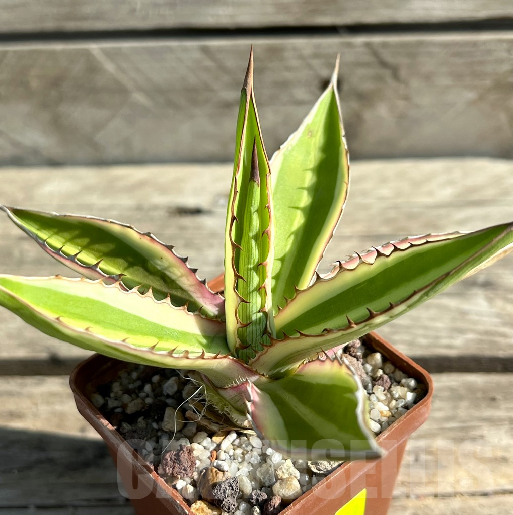 SHPR29762 Agave univittata ‘Quadricolor’