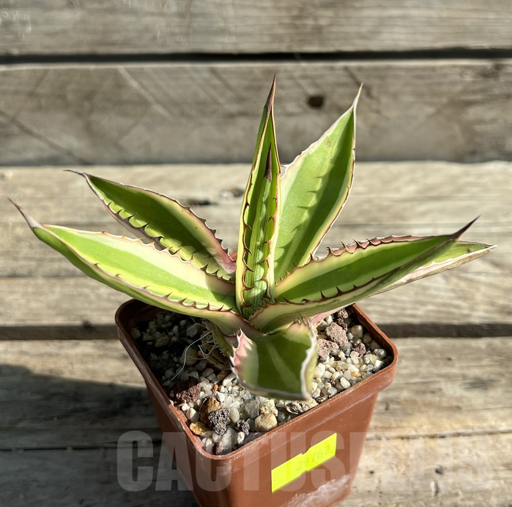SHPR29762 Agave univittata ‘Quadricolor’ - Зображення 3