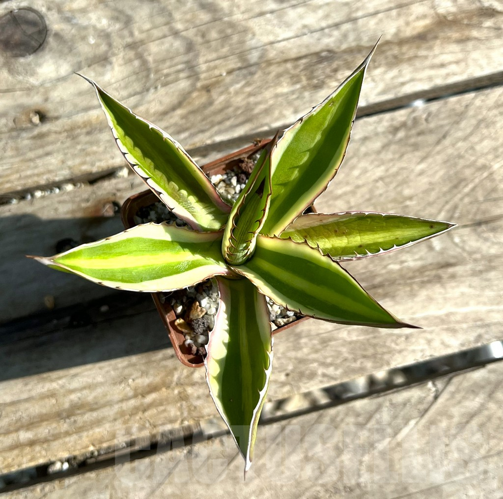 SHPR29762 Agave univittata ‘Quadricolor’ - Зображення 2